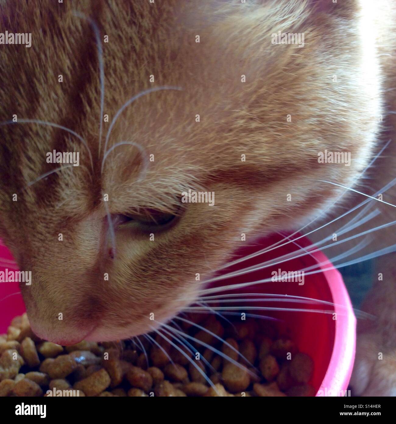 Orange outdoor tabby cat eating dry cat food Stock Photo Alamy