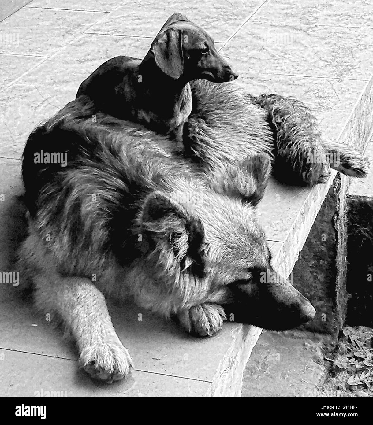 Can Sibling Puppies Live Together