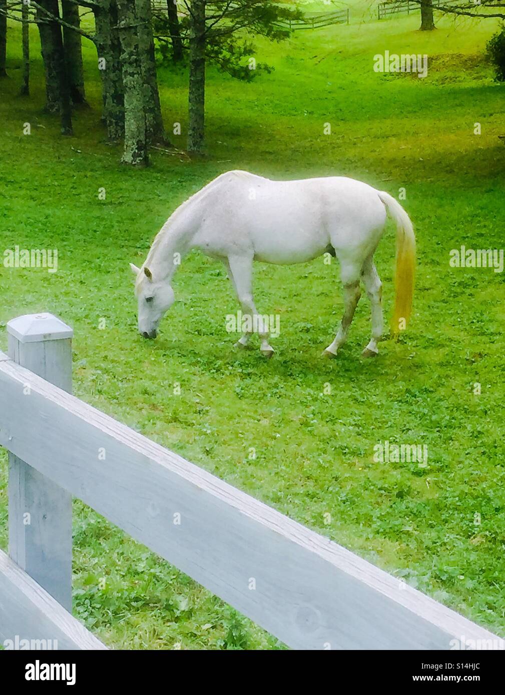 White horse in pasture hi-res stock photography and images - Alamy