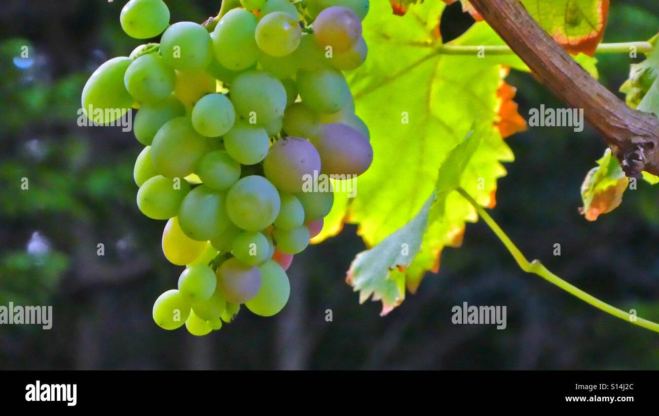 ...Autumn and sun...! - Smartphone Captured Stock Image