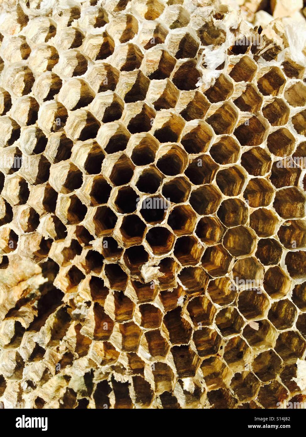 Amazing pattern of the wasp nest Stock Photo