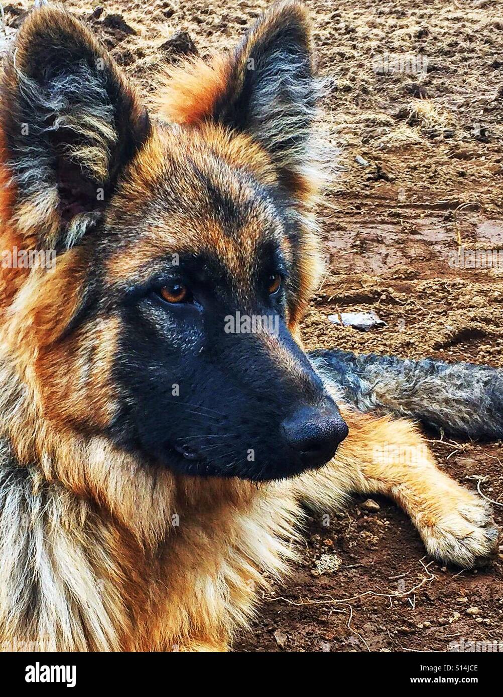 Facial Profile Six month old German Shepherd Puppy Stock Photo Alamy growth-chart-of-german-shepherd-portal-posgradount-edu-pe