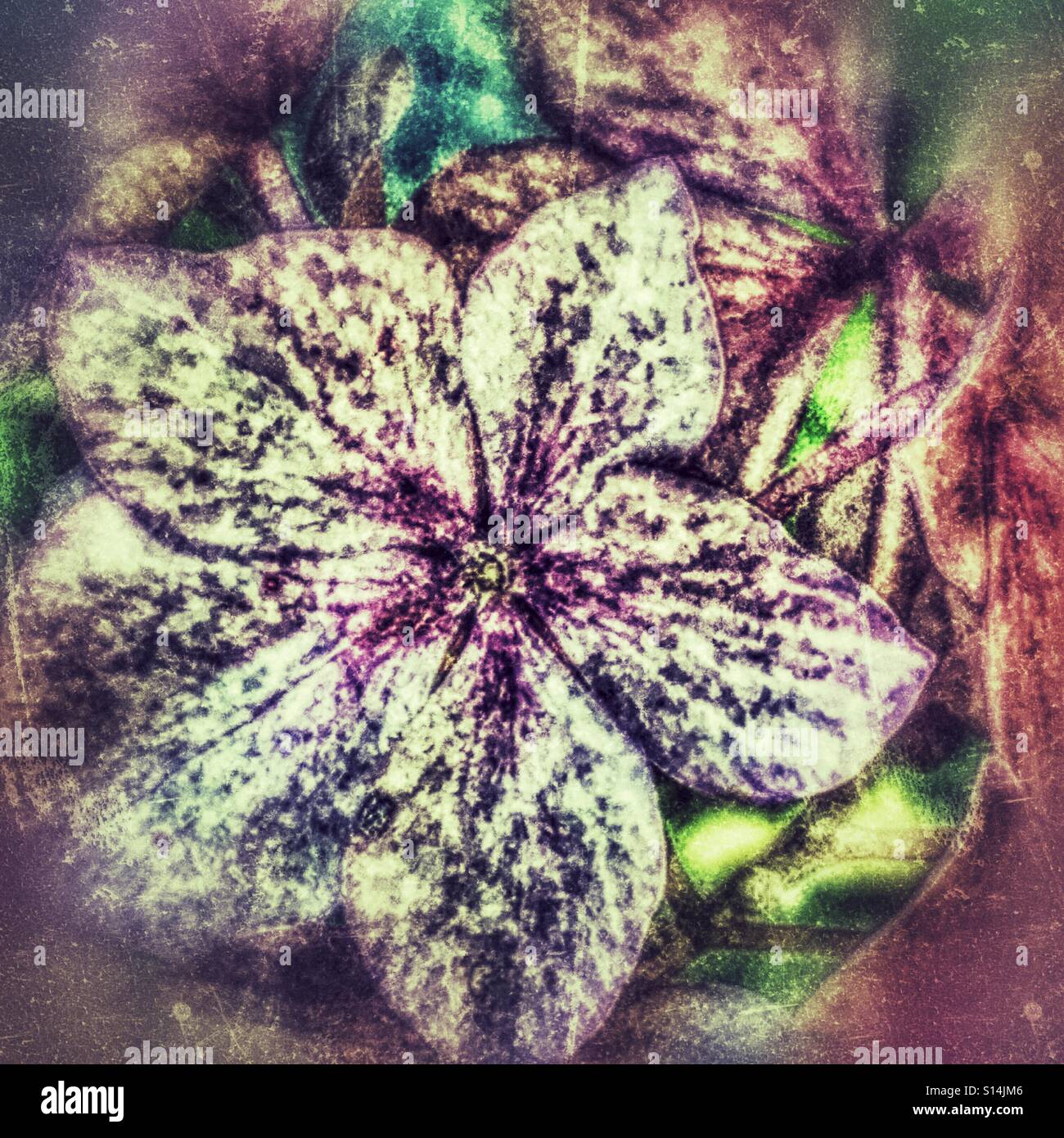 Hydrangea flower, close up Stock Photo - Alamy
