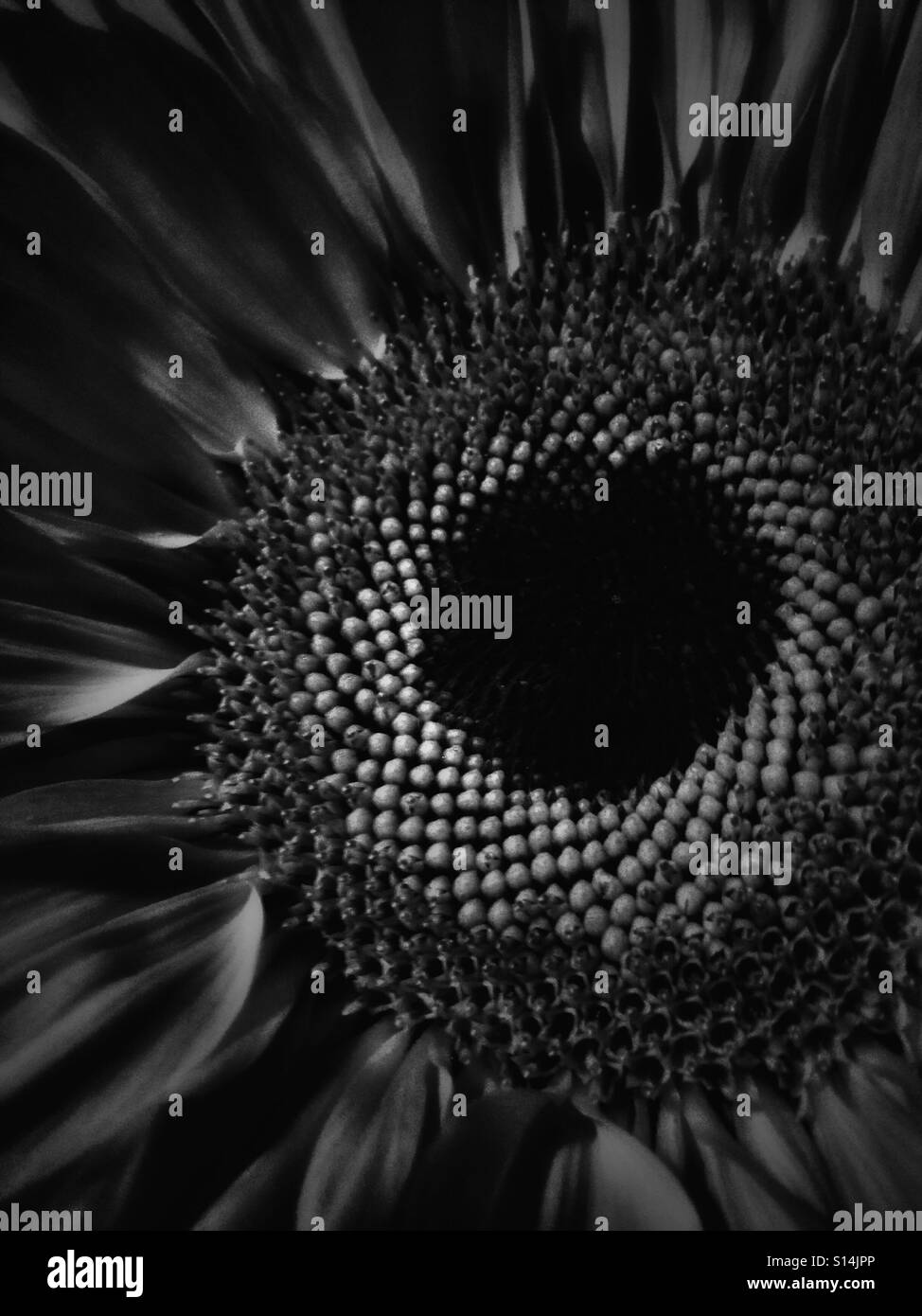 Black and white sunflower hi-res stock photography and images - Alamy