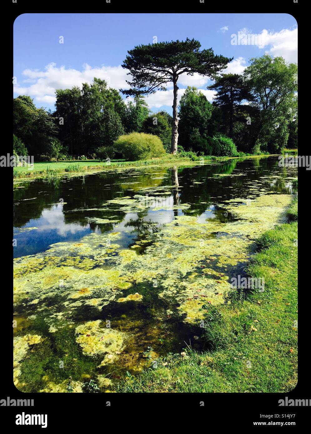 Pine tree beside a still lake with blue sky in a black frame - Smartphone Captured Stock Image