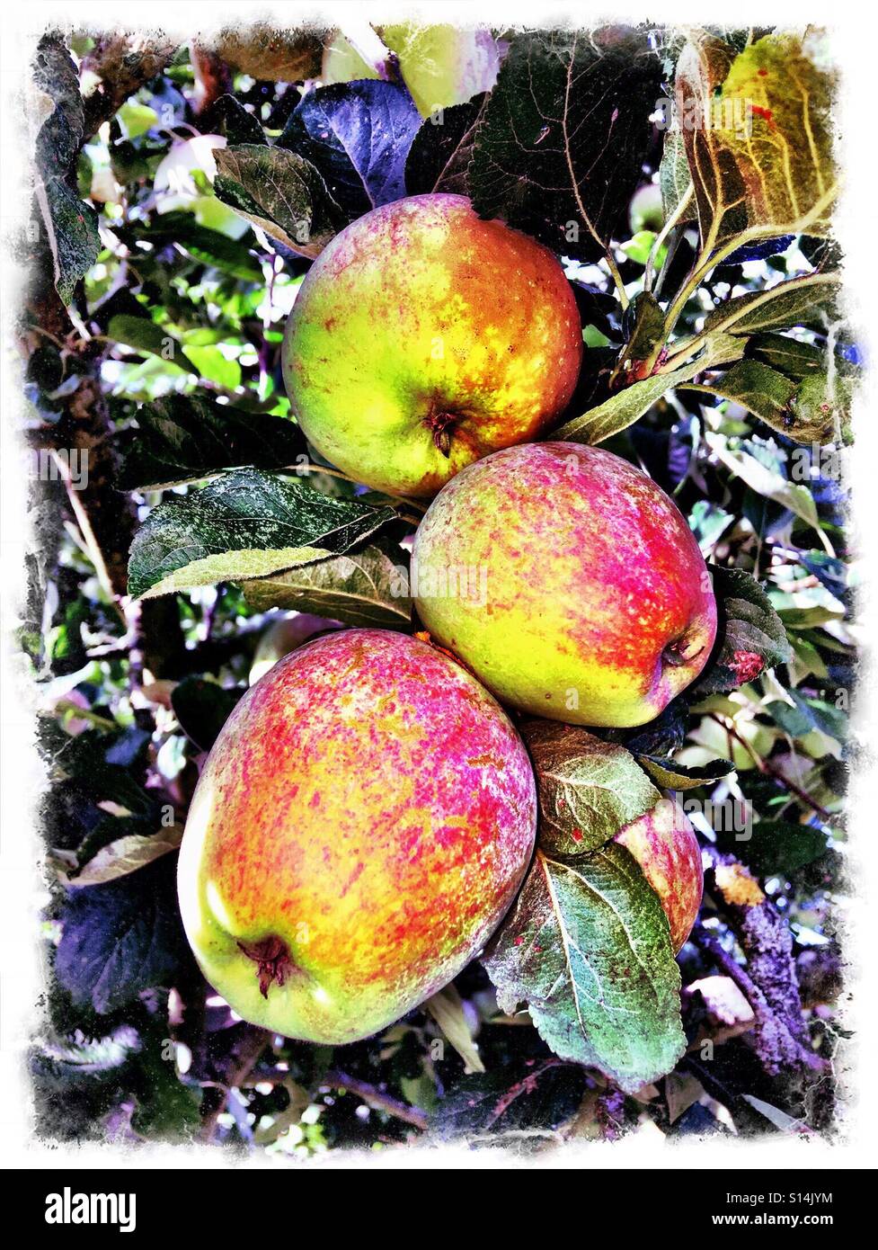 Mellow fruitfulness- 3 apples ripening on the tree - Smartphone Captured Stock Image