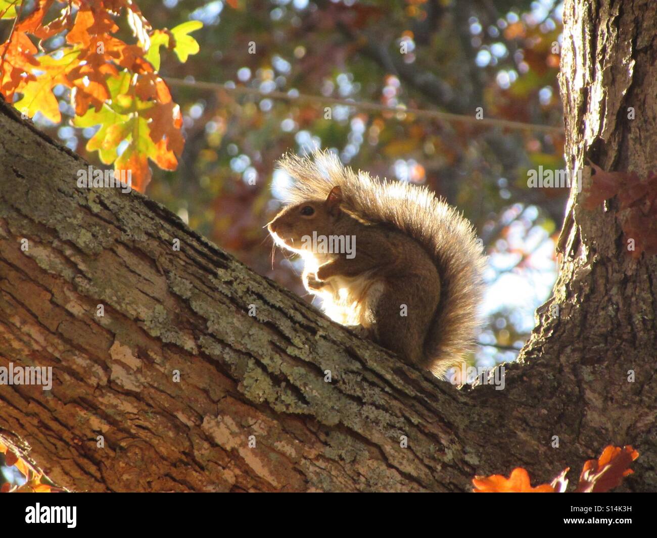 Wildlife - Smartphone Captured Stock Image