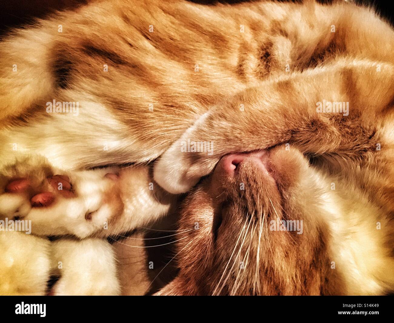 Sleeping curled up ginger cat Stock Photo - Alamy