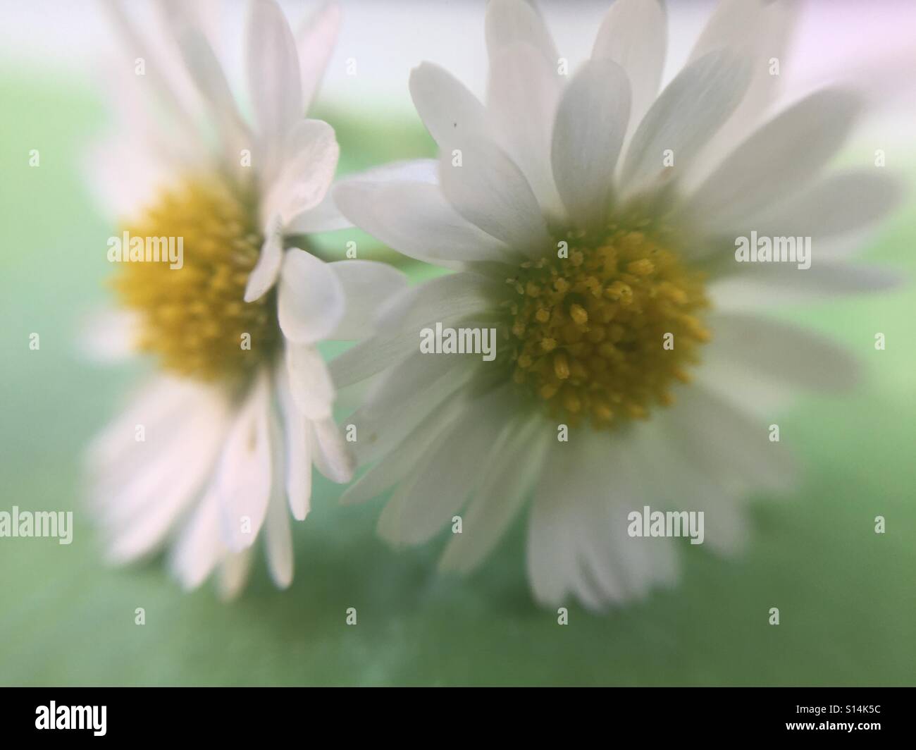 Double daisy Stock Photo