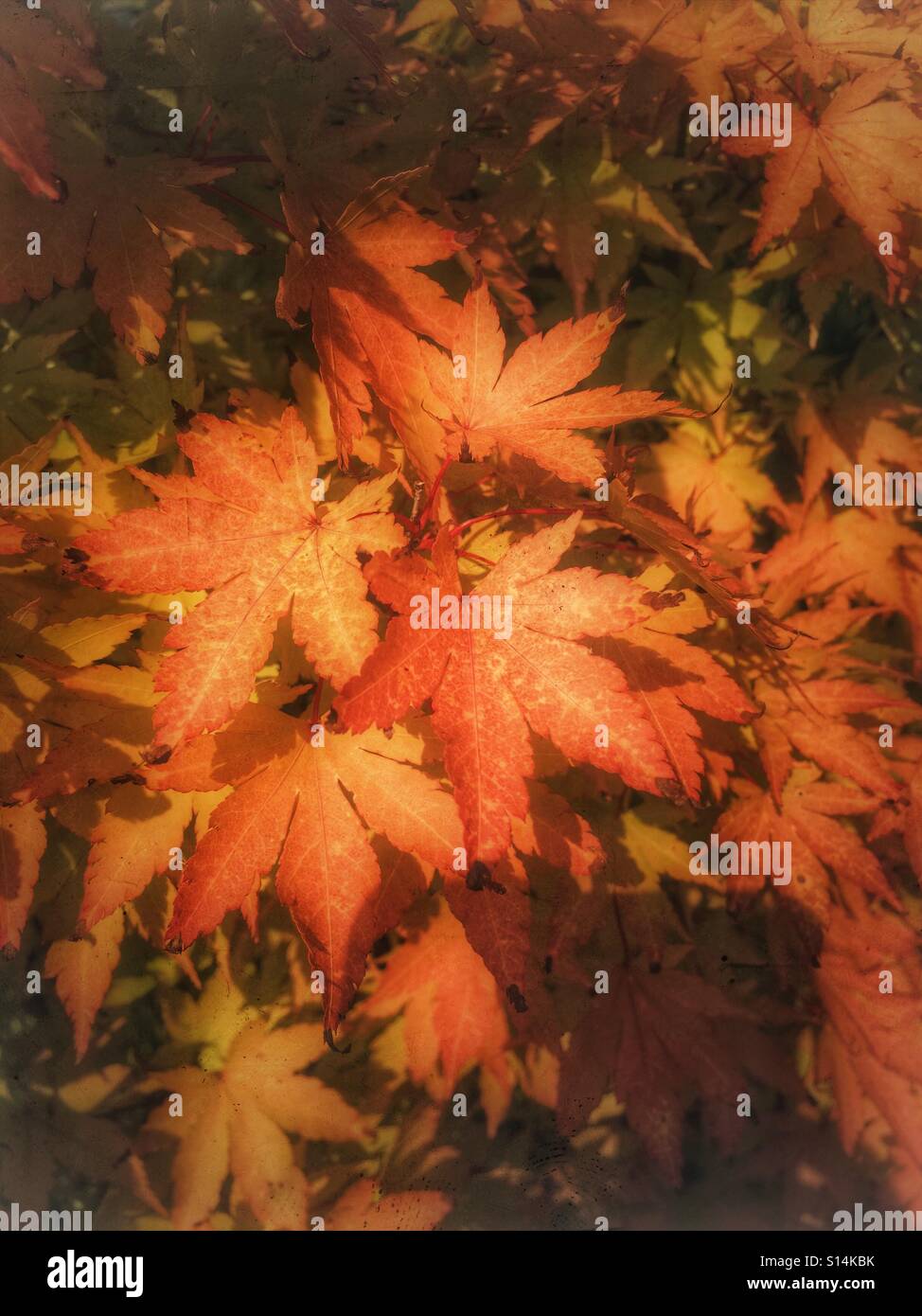 Gold coloured leaves hi-res stock photography and images - Alamy