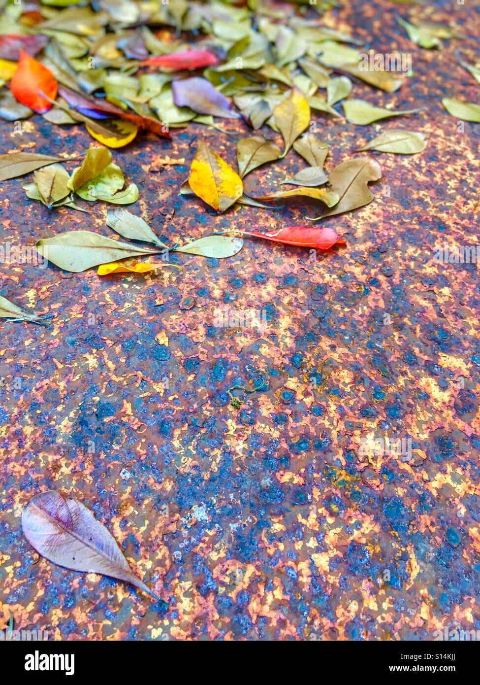 Rust and autumnal leave. - Smartphone Captured Stock Image
