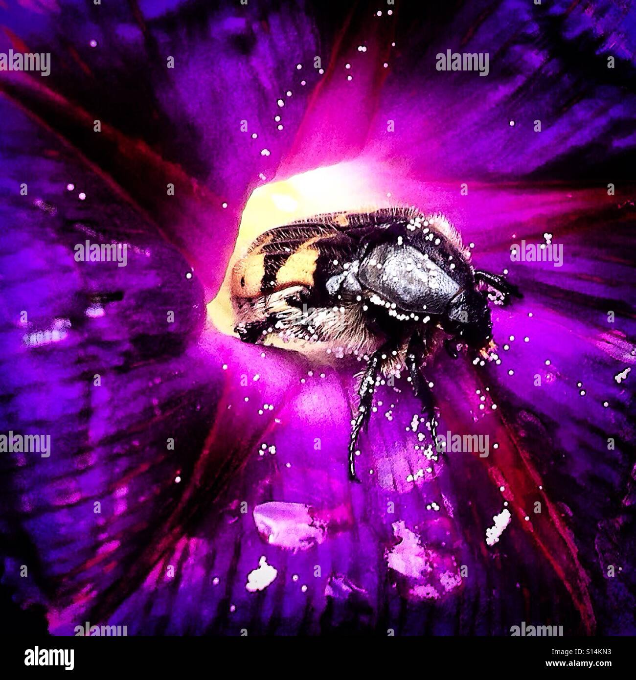 A bug covered with nectar leaves a purple flower in Colonia Roma, Mexico City, Mexico - Smartphone Captured Stock Image