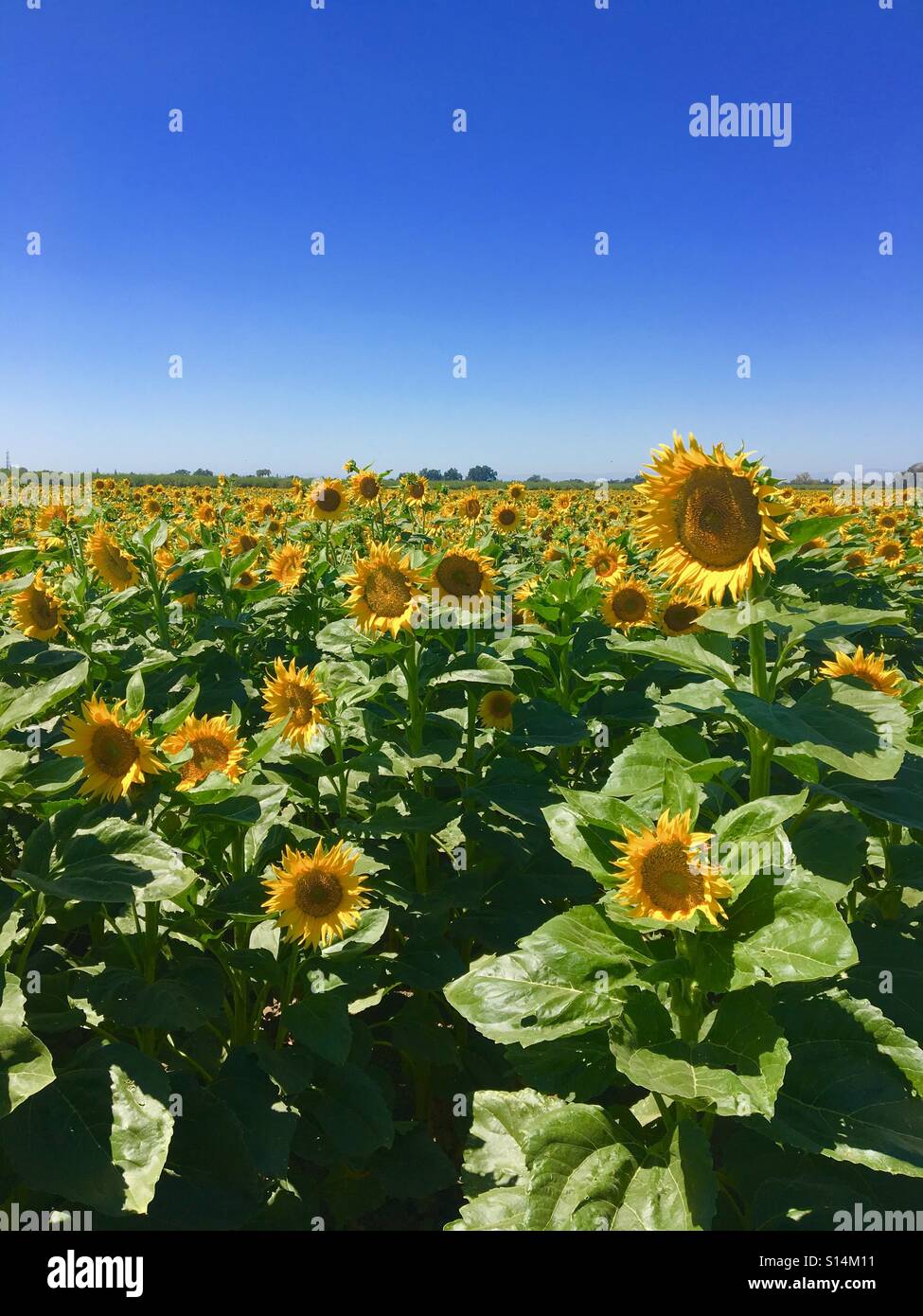 Woodland sunflowers hi-res stock photography and images - Alamy