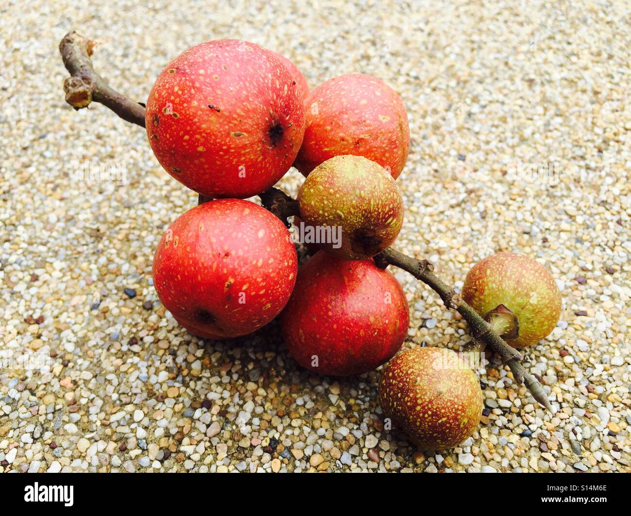 Thai fig hi-res stock photography and - Alamy