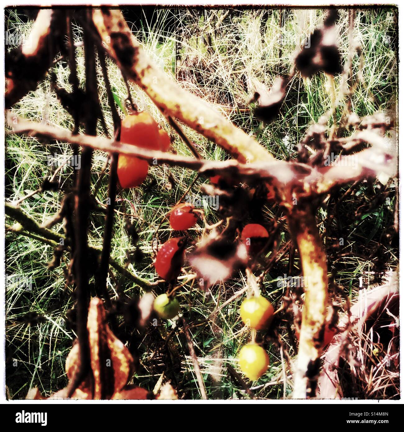 Baby tomato plant hires stock photography and images Alamy