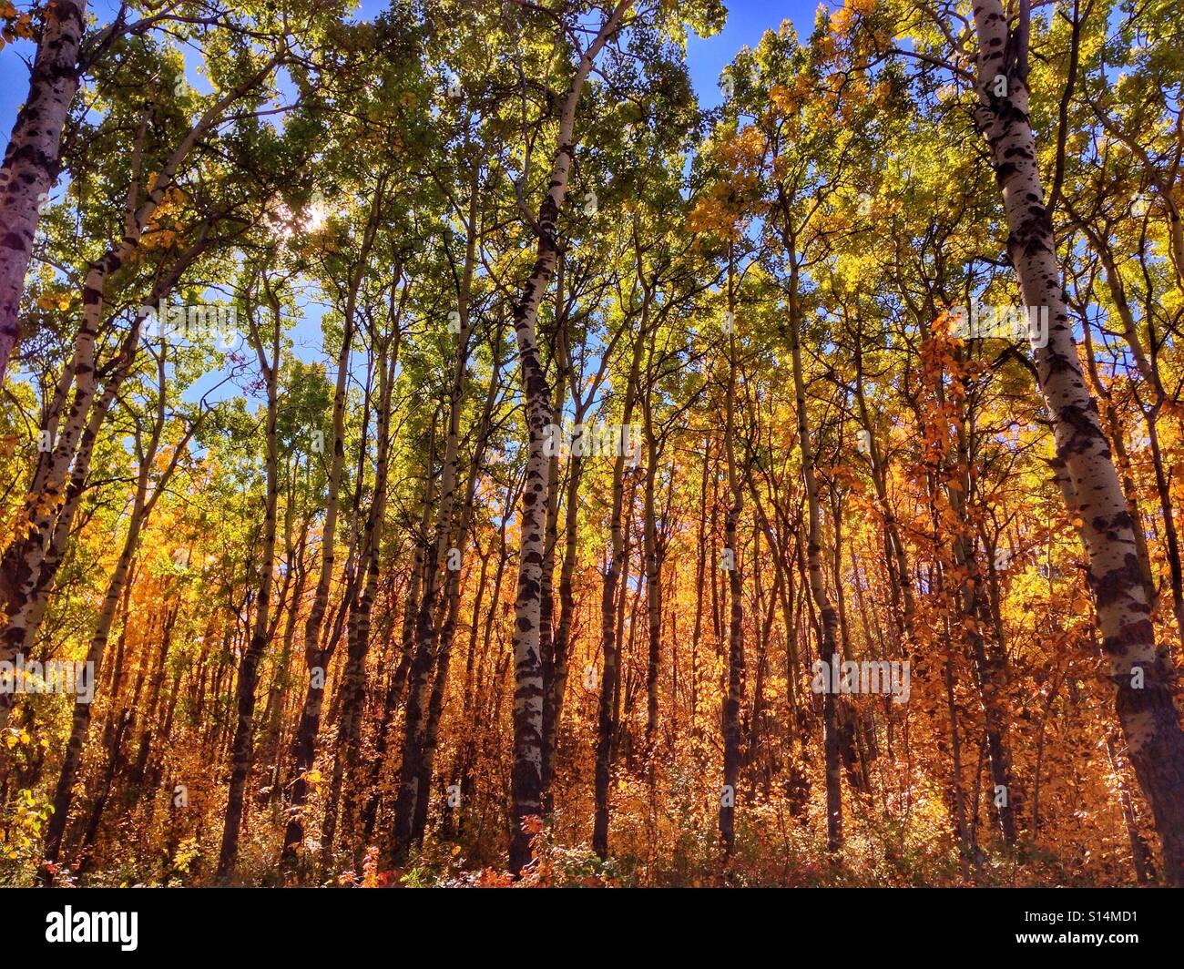 A procession of colours from orange through yellow, green and blue, seen when looking through an autumn forest canopy near Calgary, Alberta, Canada. - Smartphone Captured Stock Image