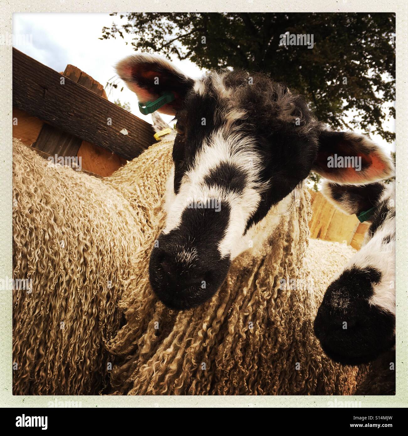 Masham sheep at Masham Sheep Fair - Smartphone Captured Stock Image