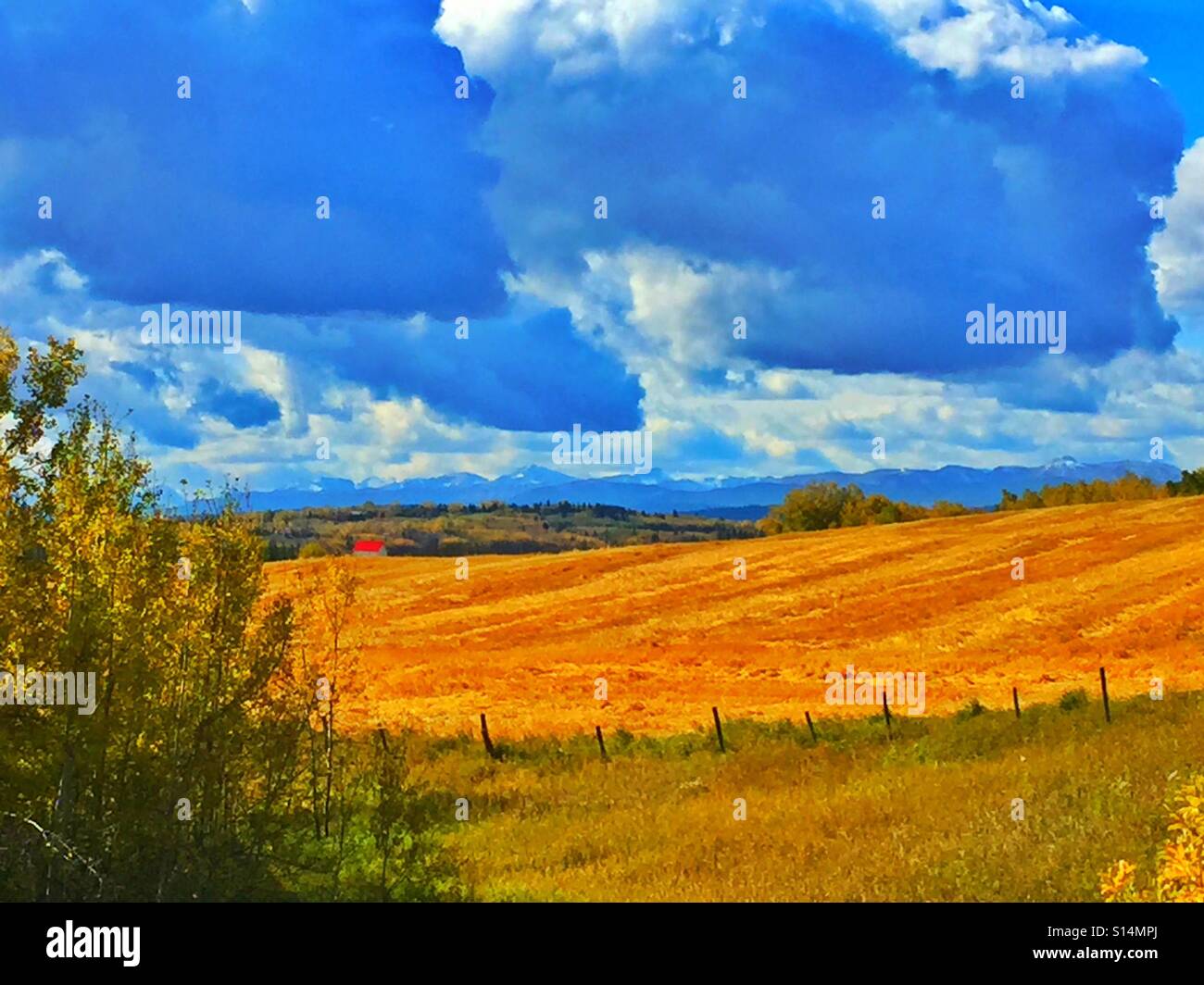 Harvest field in the foothills of the Canadian Rockies - Smartphone Captured Stock Image