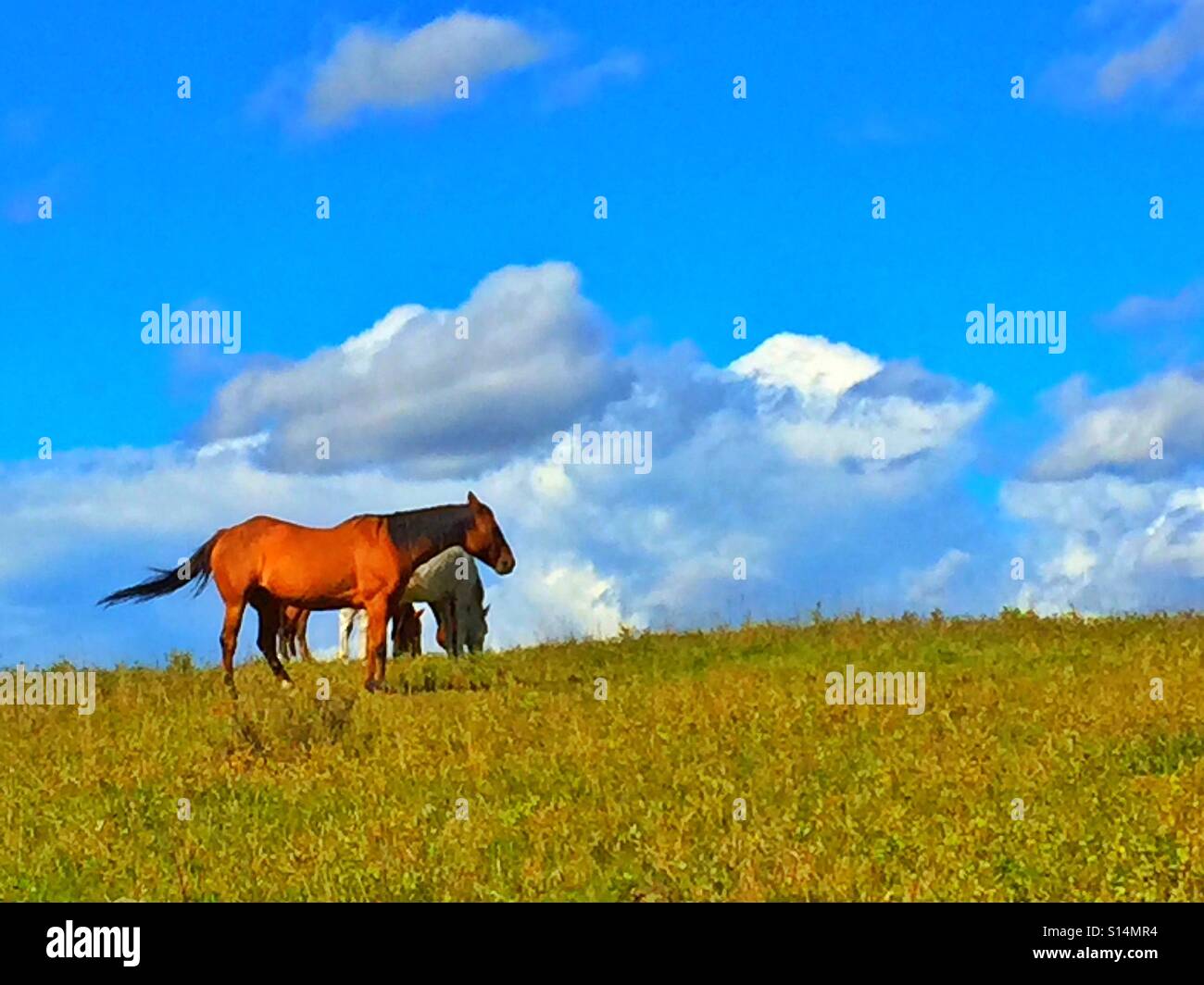 Horses foraging - Smartphone Captured Stock Image