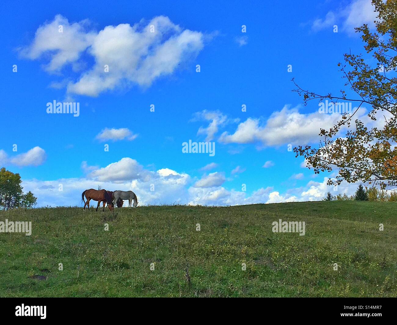 Horses grazing - Smartphone Captured Stock Image