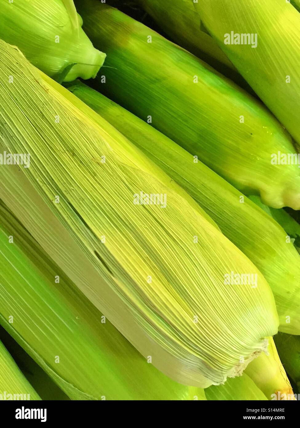 Fresh corn - Smartphone Captured Stock Image