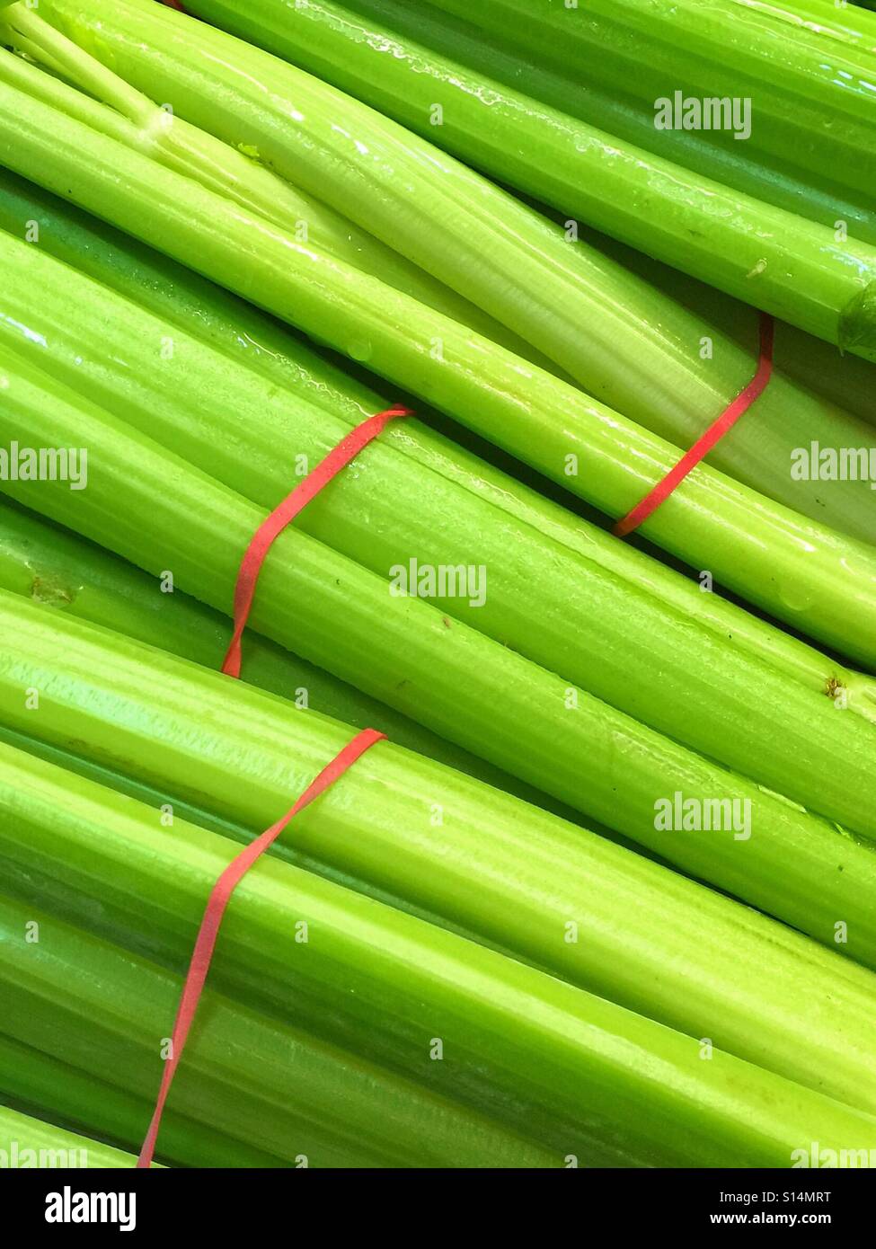 Green celery sticks with red elastic bands - Smartphone Captured Stock Image