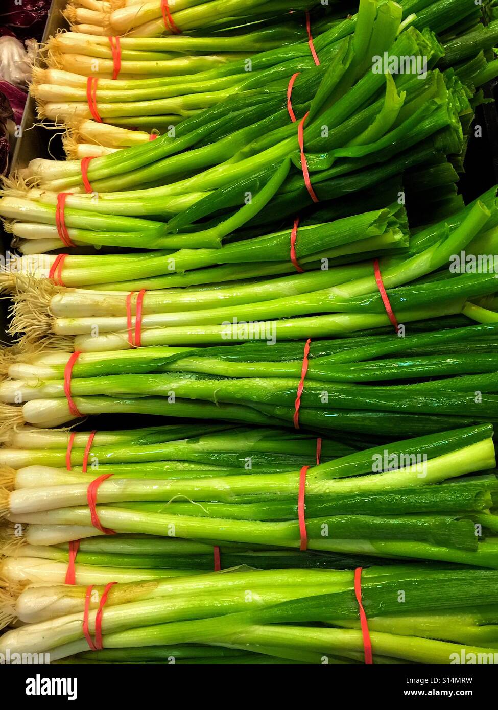 Green onion with red elastic bands - Smartphone Captured Stock Image