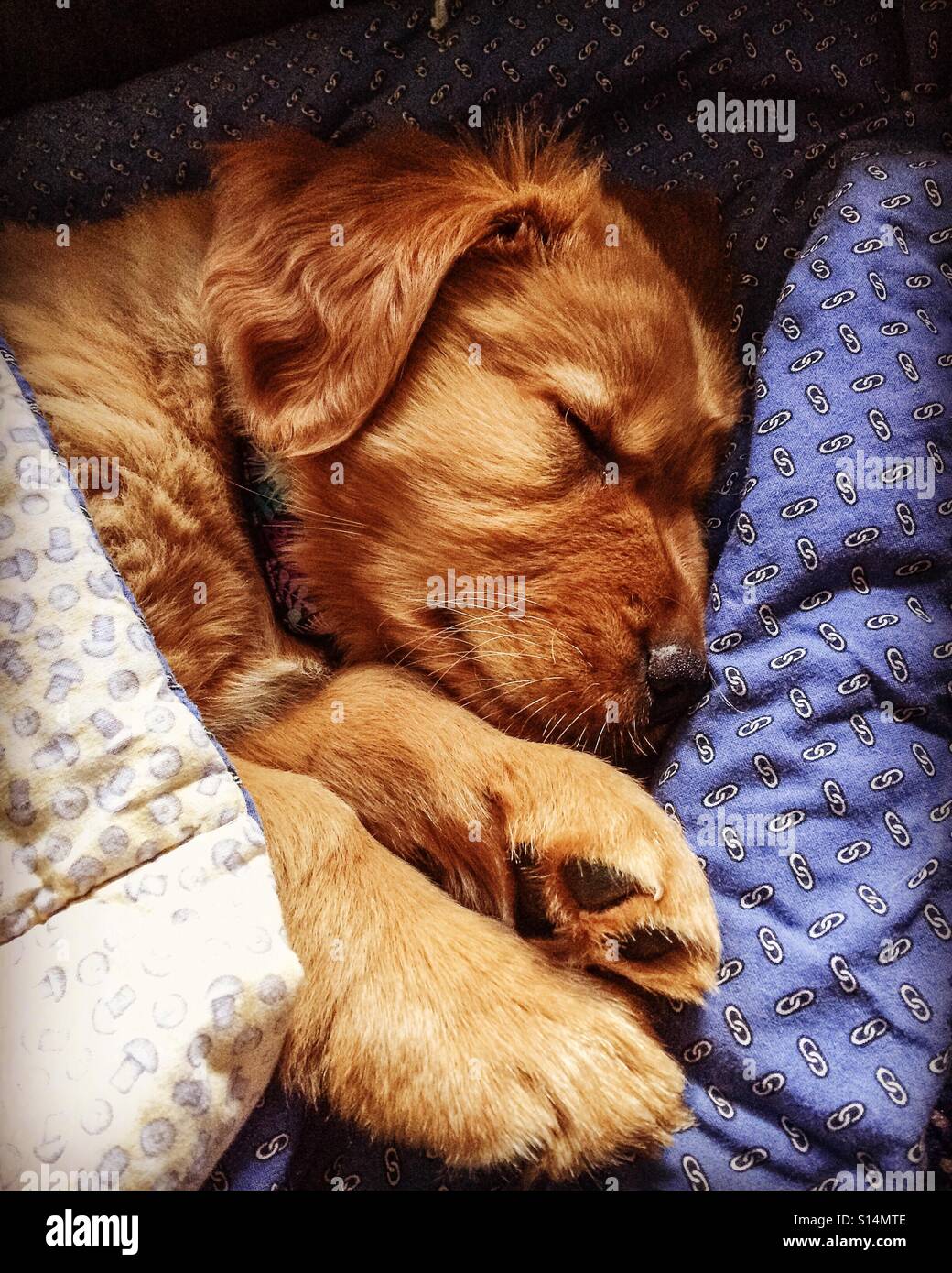 New puppy, tired puppy Stock Photo