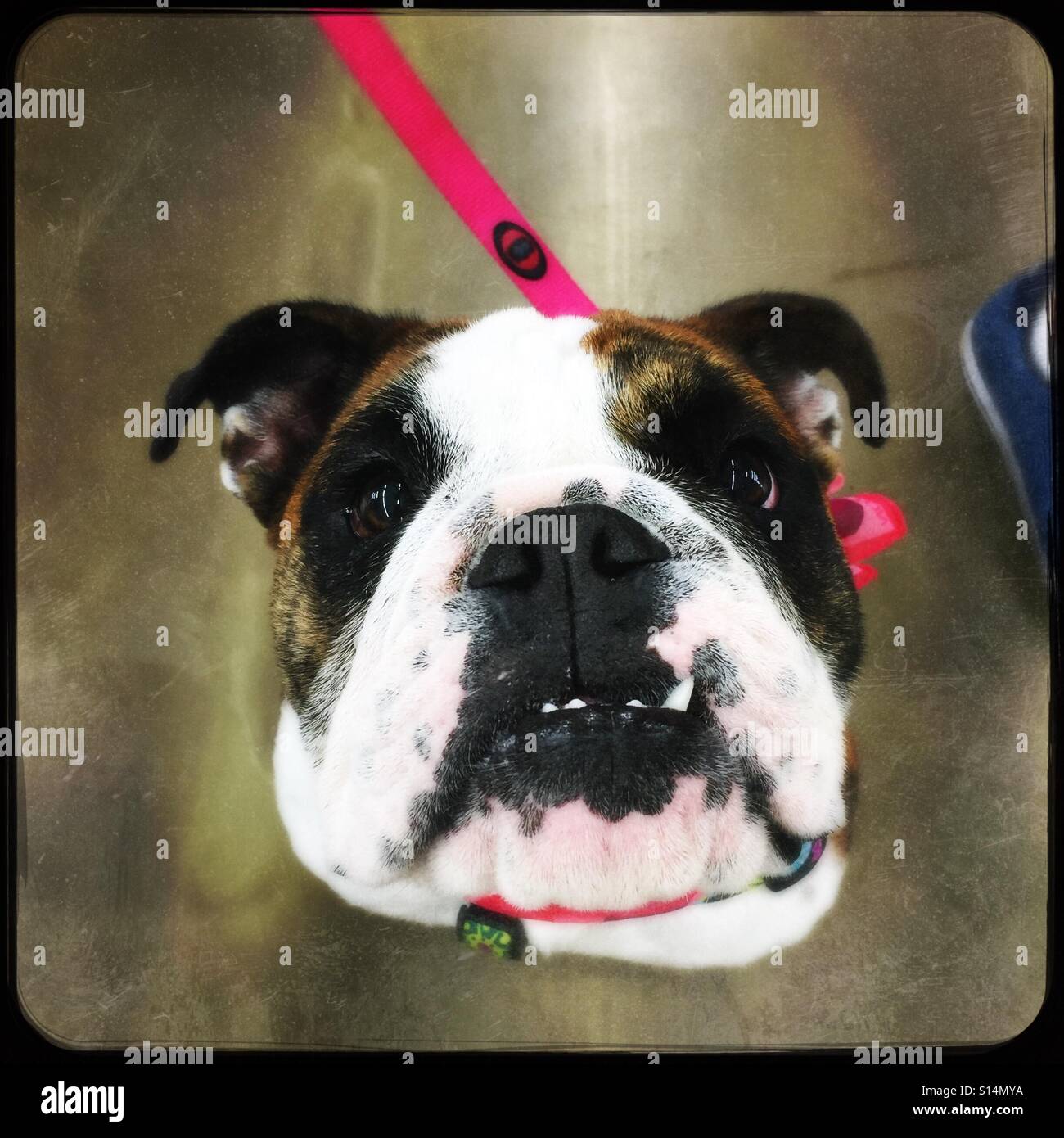 Sweet bulldog pup - Smartphone Captured Stock Image