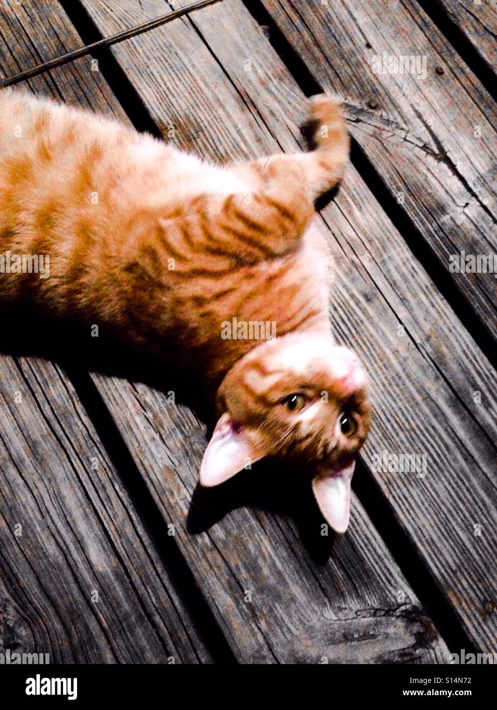 Portrait of orange and white tabby cat playing on outdoor deck Stock Photo