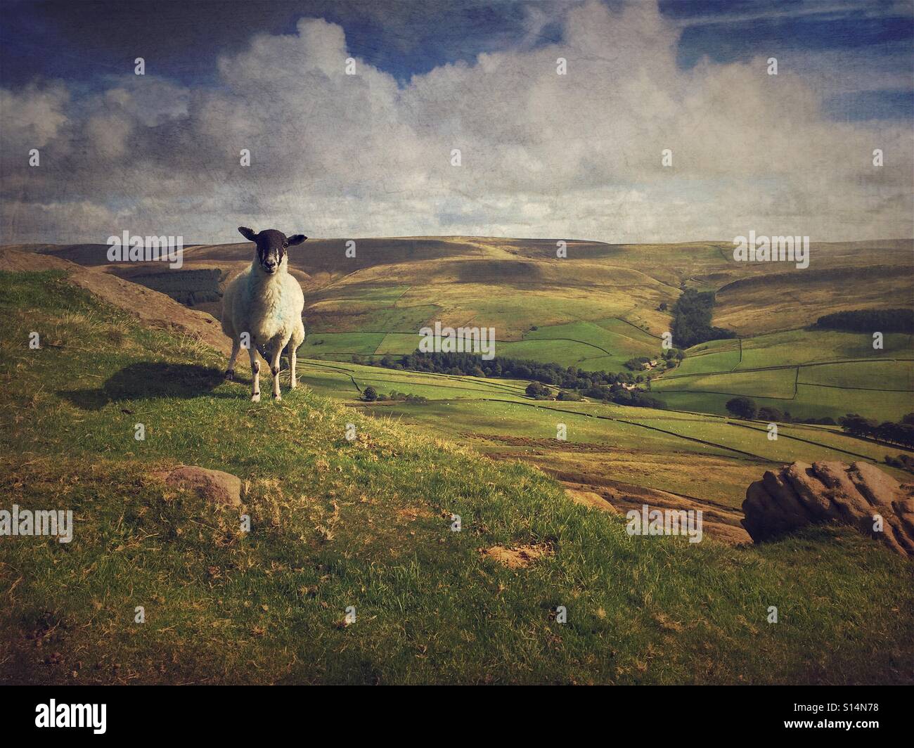A lone sheep on the top of a hill - Shutlingsloe, Cheshire, UK - Smartphone Captured Stock Image