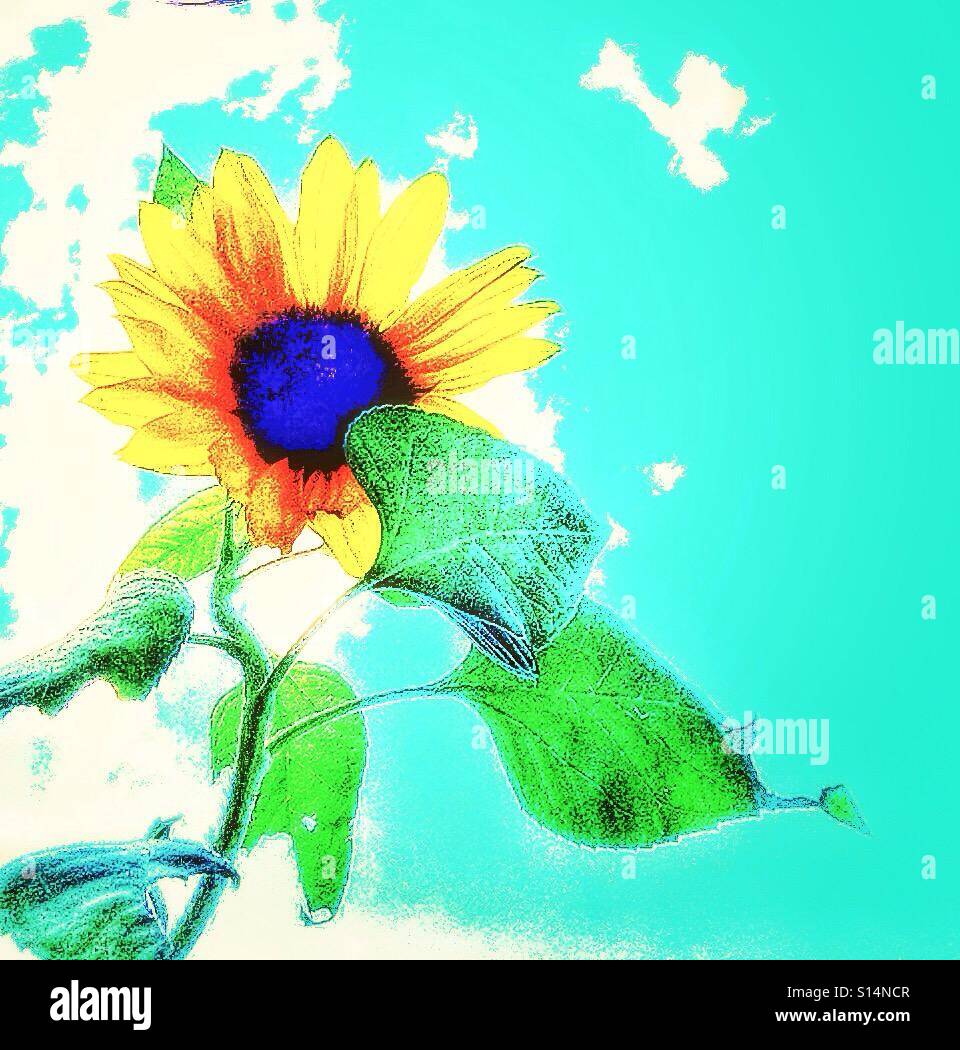 Colourful sunflower - Smartphone Captured Stock Image