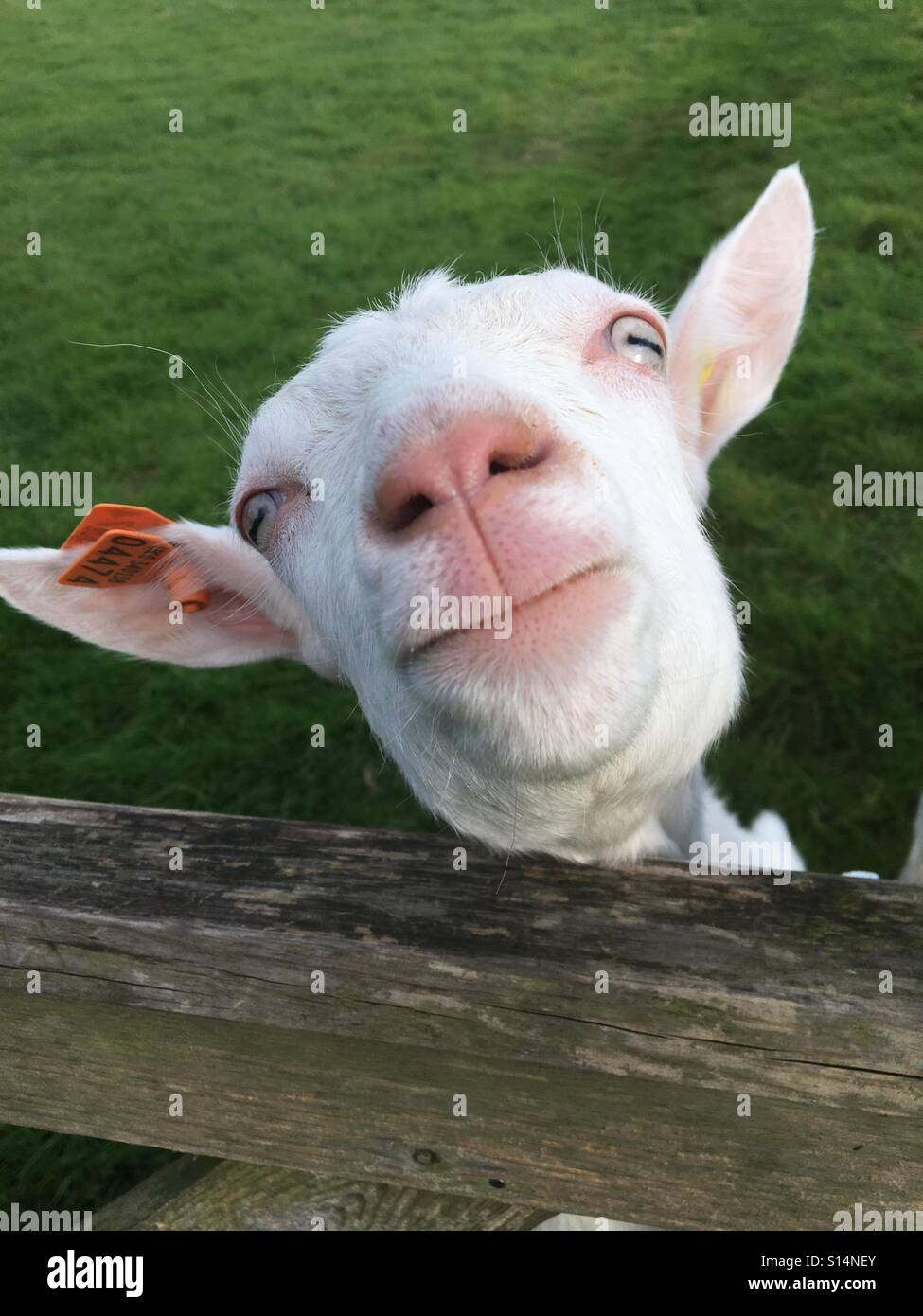 Saanen white kid goat stretching up to look over a gate - Smartphone Captured Stock Image