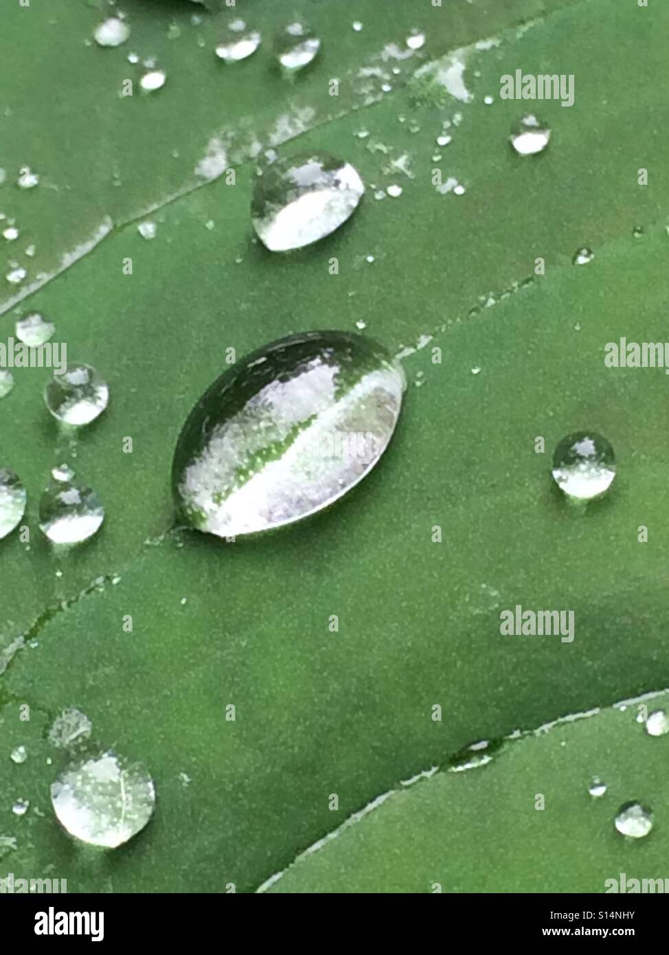 A large droplet of rain water on a leaf. Stock Photo