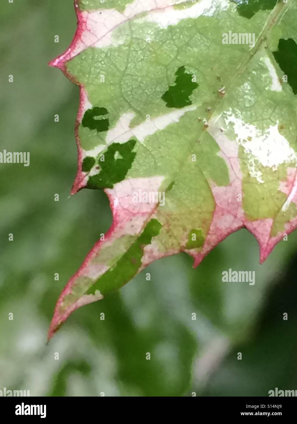 Variegated leaf with dark pink jagged edges. Stock Photo