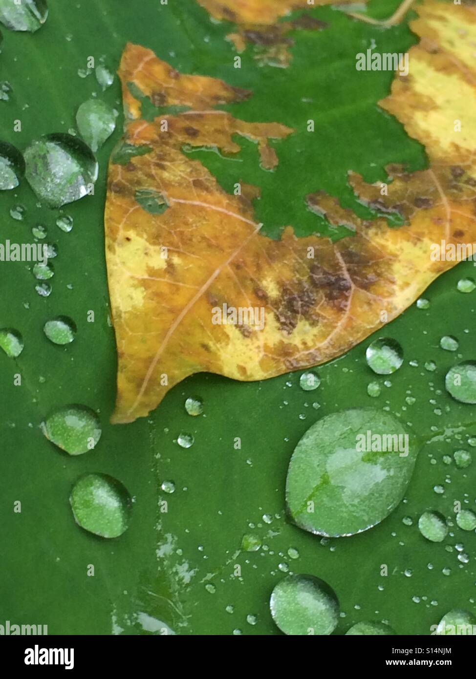 Rotting leaf surrounded by rain droplets. Stock Photo