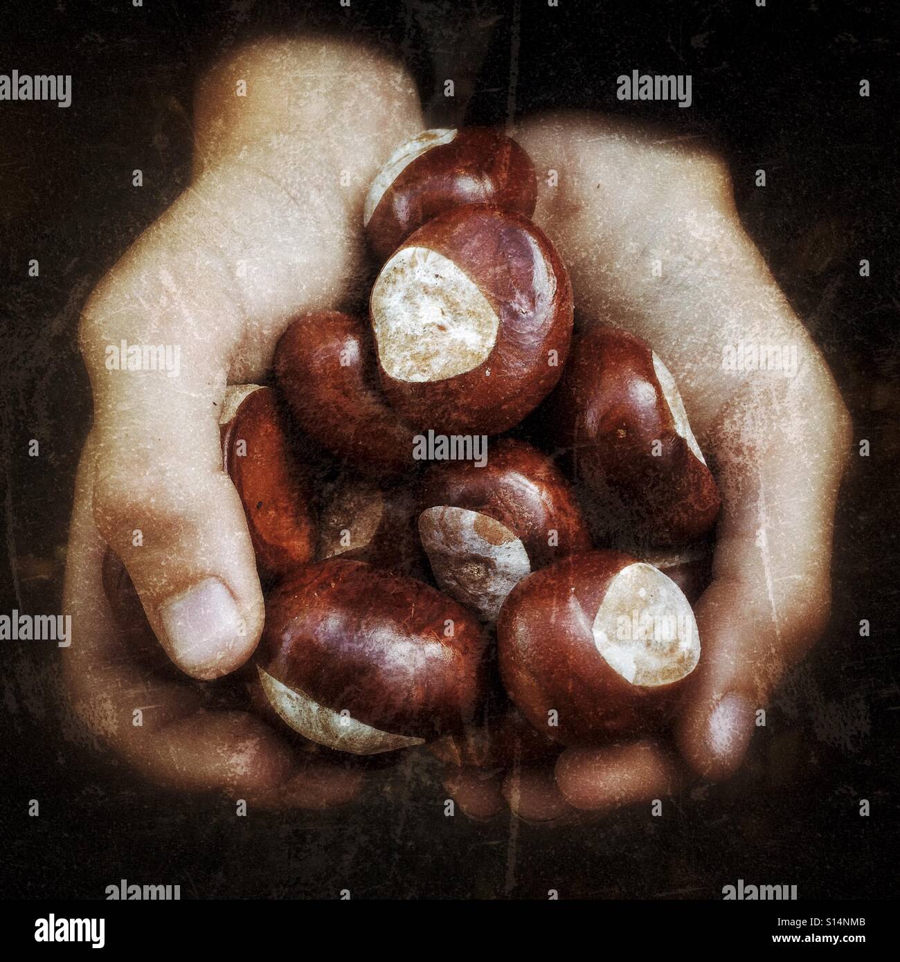 A close up of conkers in a pair of hands - Smartphone Captured Stock Image