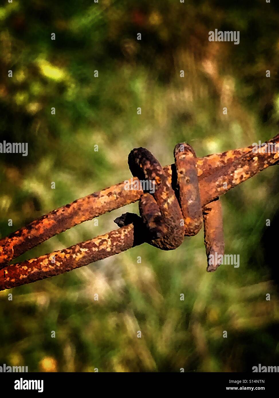 Close up of a bard on barb wire fence - Smartphone Captured Stock Image