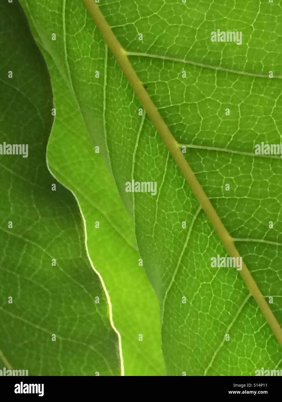 Underside of leaf. Stock Photo