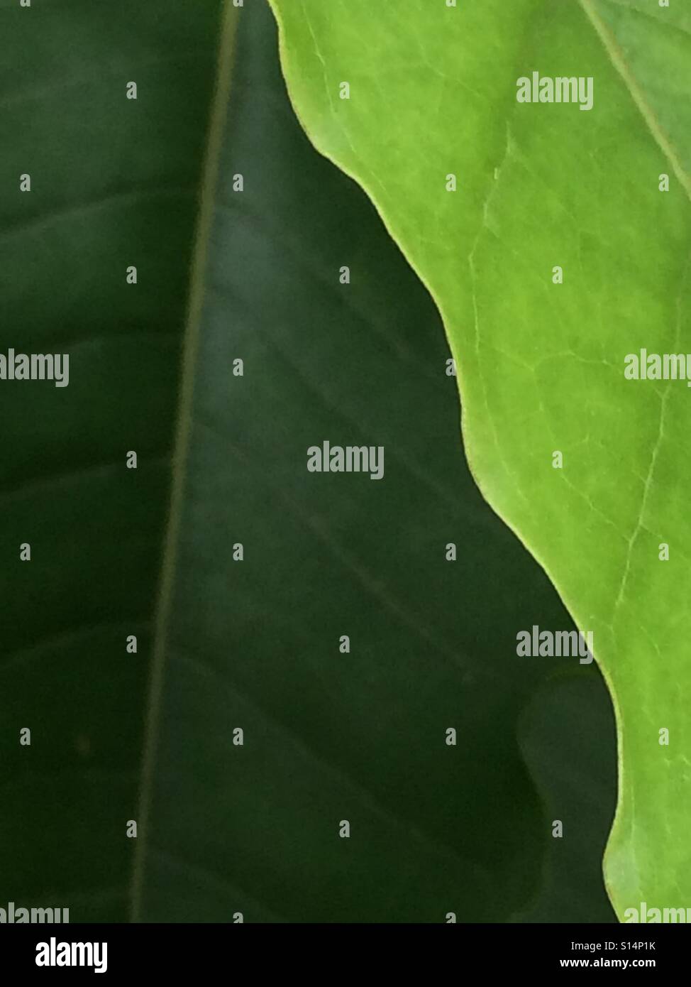 Overlapping green leaves of contrasting shades. Stock Photo