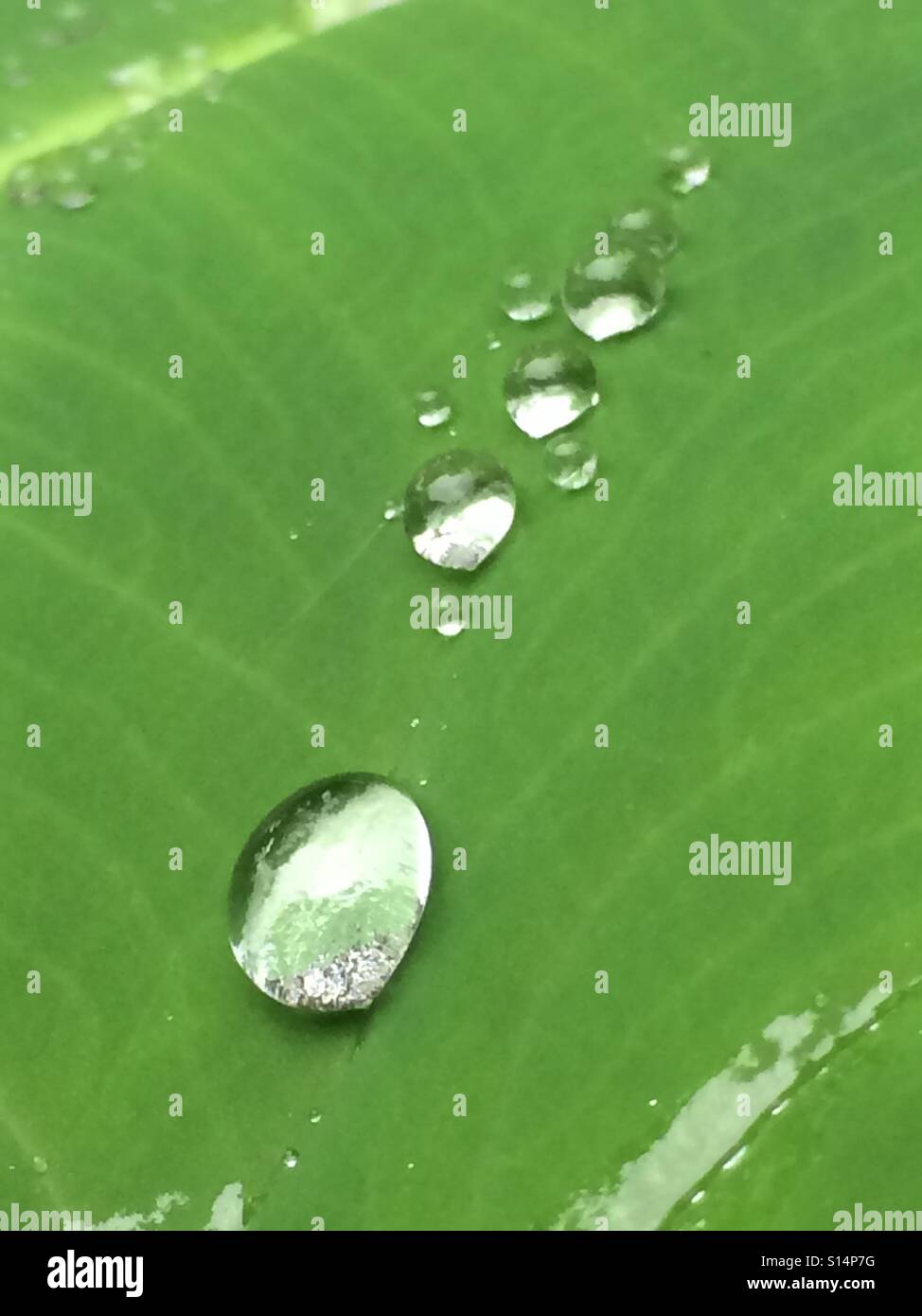 Shimmering rain droplets resting on a leaf. Stock Photo