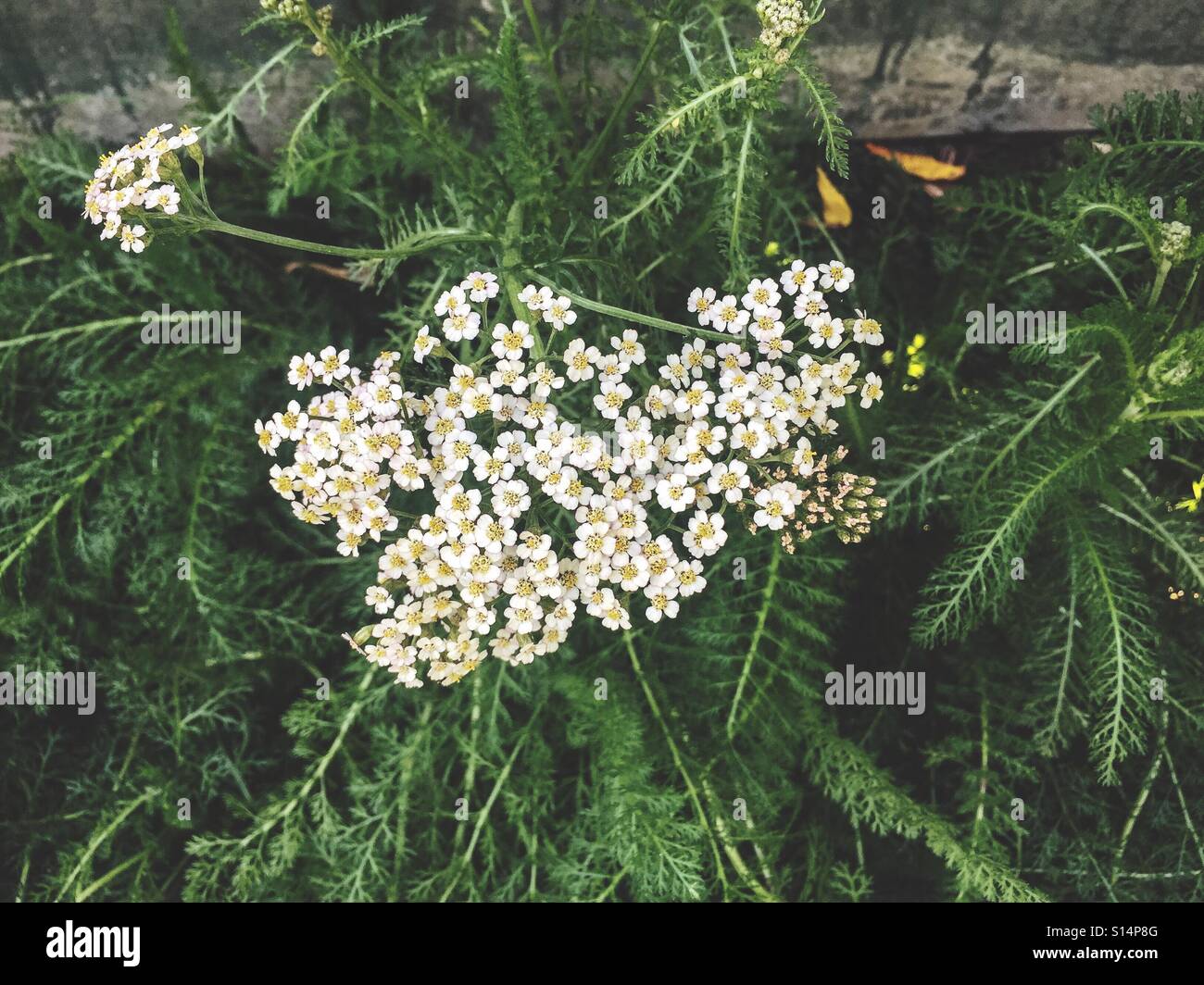Close up of white yarrow flowers shaded in a garden - Smartphone Captured Stock Image