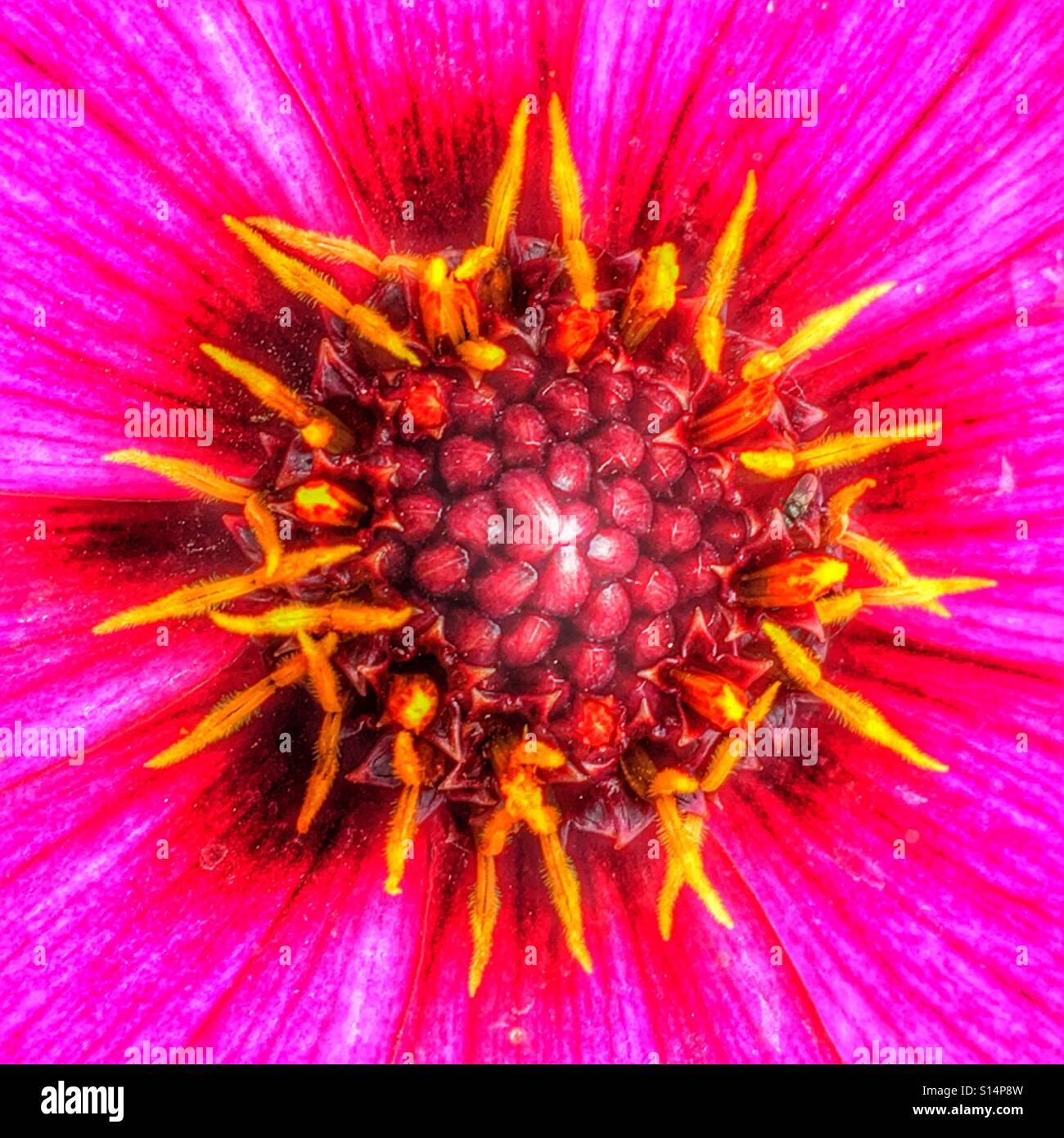 Hot pink dahlia hi-res stock photography and images - Alamy