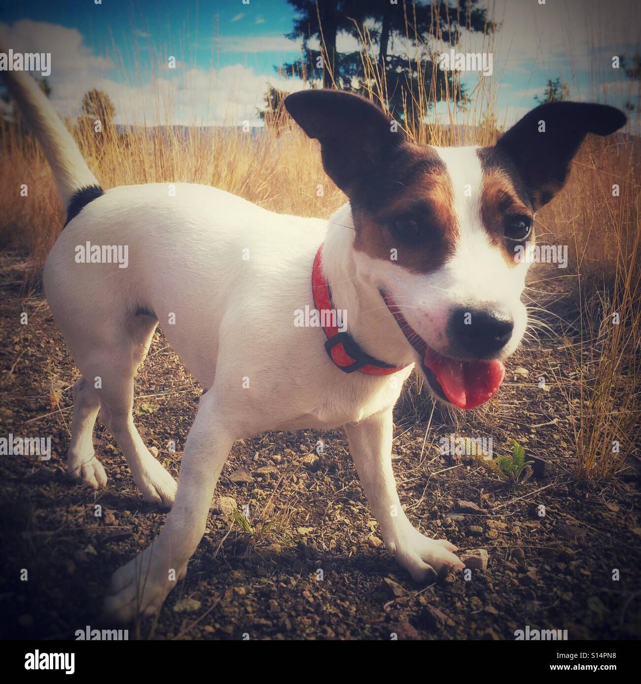 Happy dog outdoors on a sunny day. - Smartphone Captured Stock Image