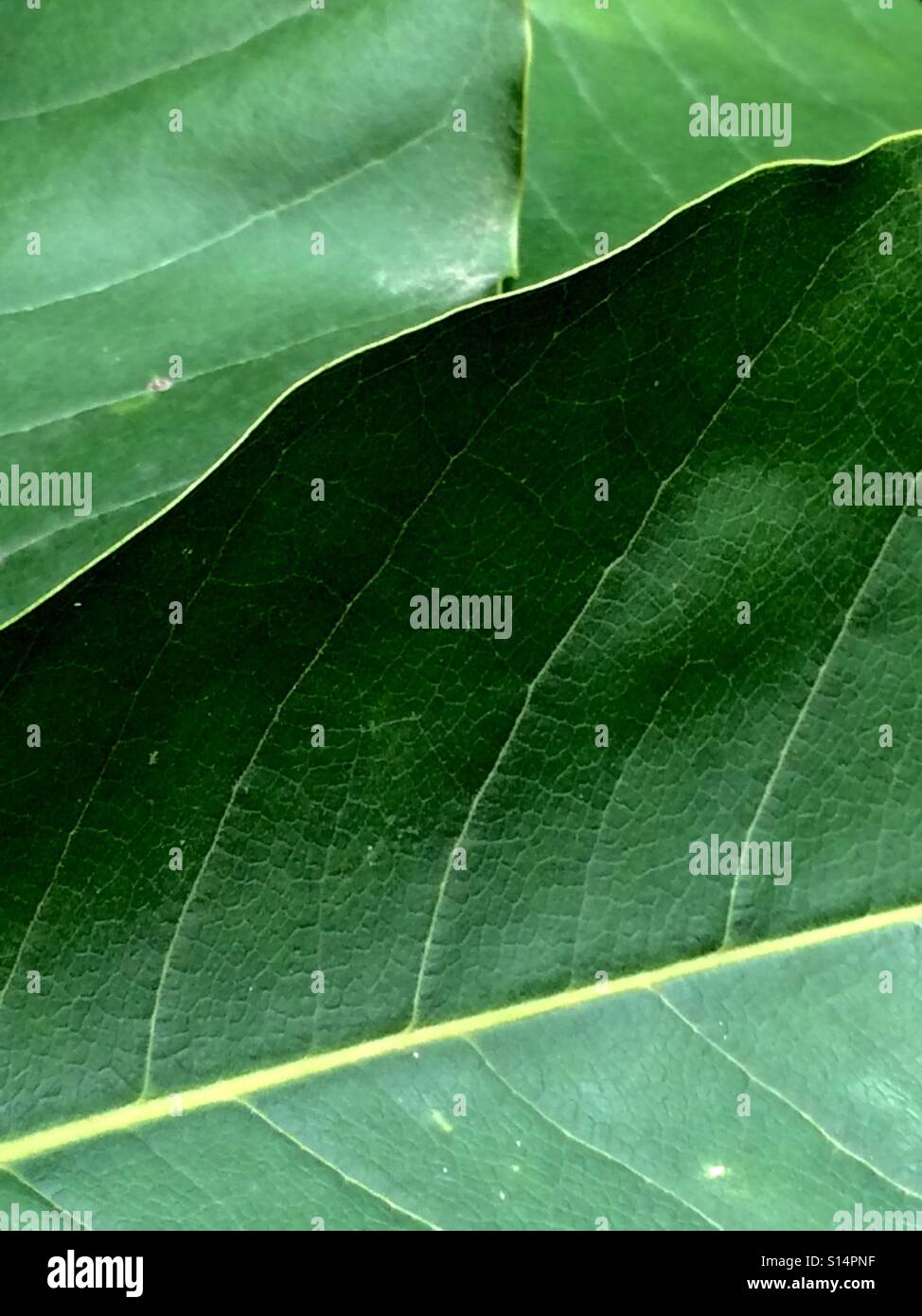 Leafy overlays showcasing shades of green. Stock Photo