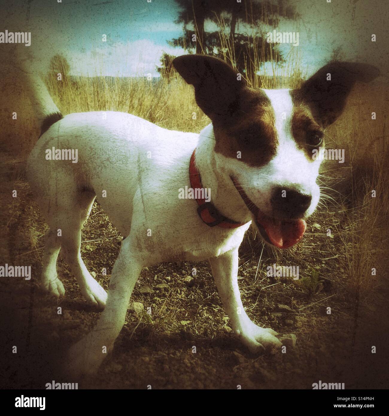 Happy dog, smiling outdoors. - Smartphone Captured Stock Image