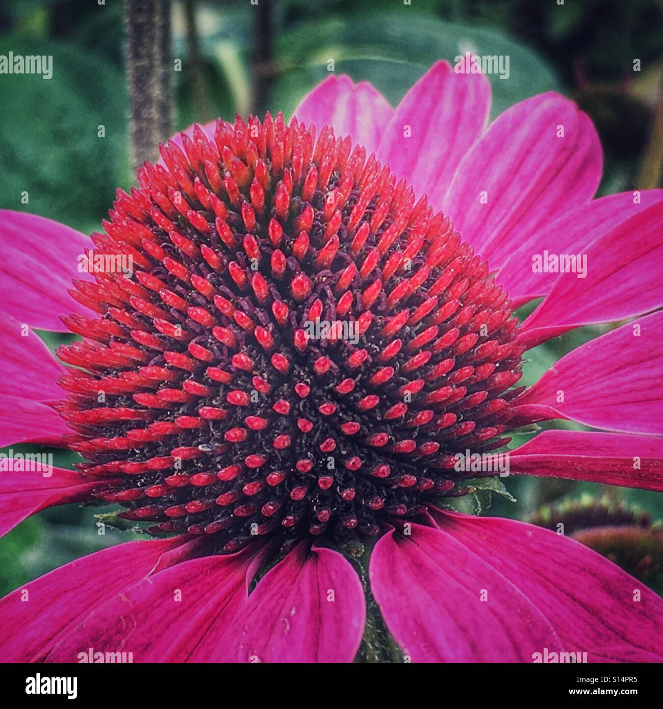 Purple Coneflower. Echinacea purpurea. Macro. - Smartphone Captured Stock Image