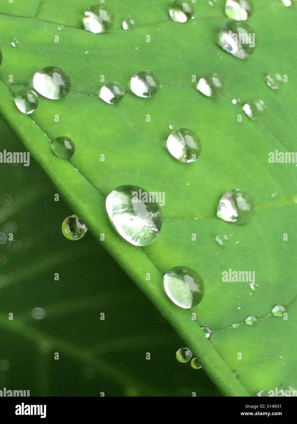 Beady array of rain drops on a leaf. Stock Photo