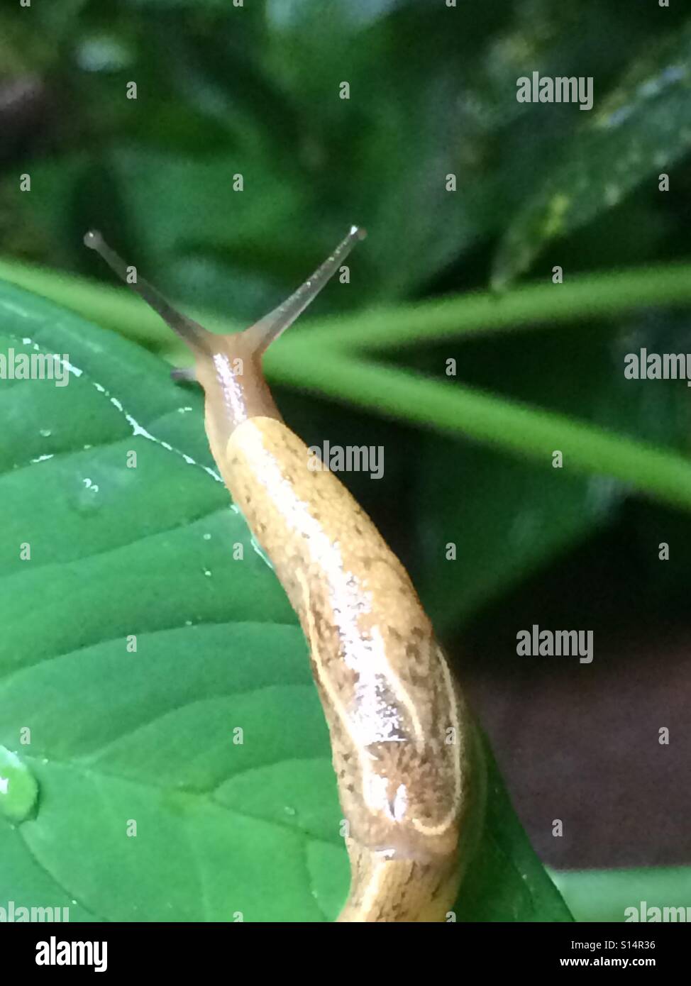Snail seeking food on a rain dampened leaf. Stock Photo