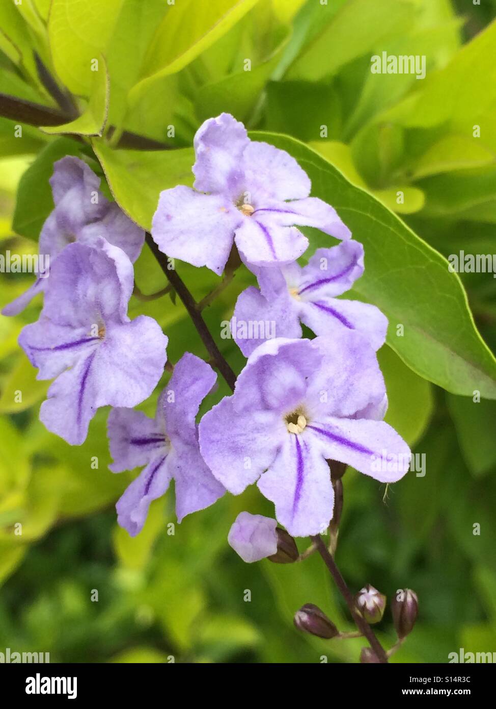 Dainty lilac coloured wild flowers. Stock Photo